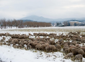 La neige à Peyrolles 10