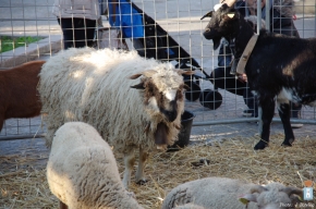 marche de noel 2016-chevre