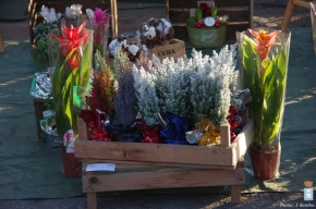 marche de noel 2016-fleurs